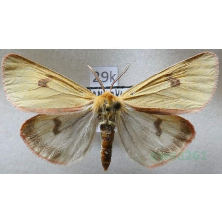 Diacrisia sannio (Linnaeus, 1758) male Niedźwiedziówka jastrzębica Czech29k